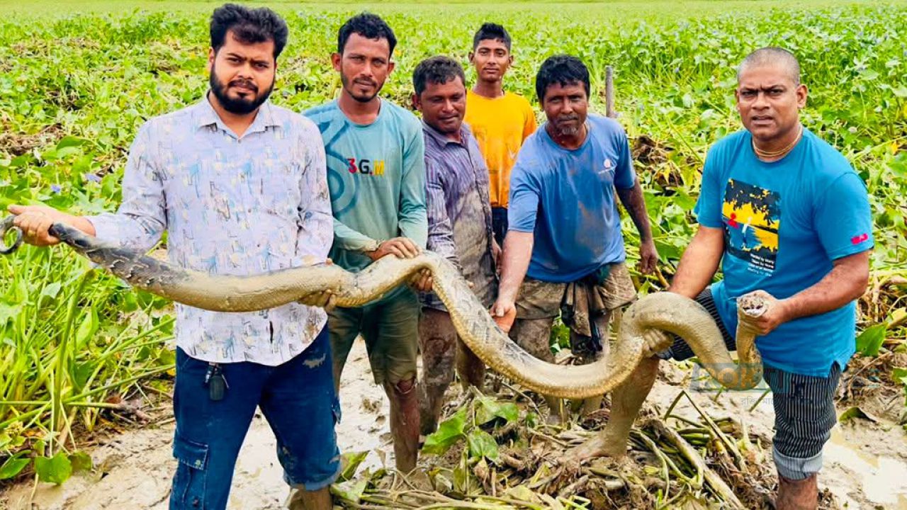 শ্রীমঙ্গলে হাওর থেকে অজগর উদ্ধার, বন বিভাগে হস্তান্তর