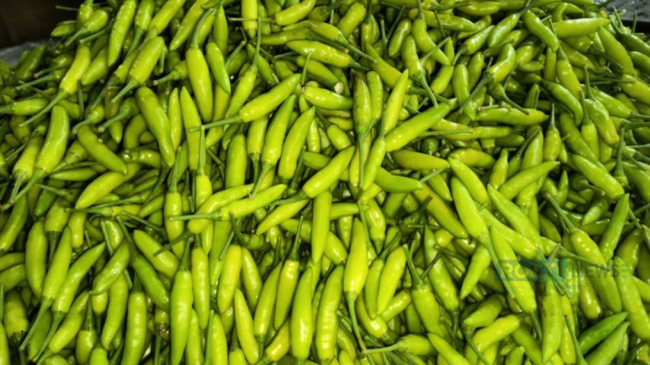 ঝাঁজ কমেছে কাঁচামরিচের