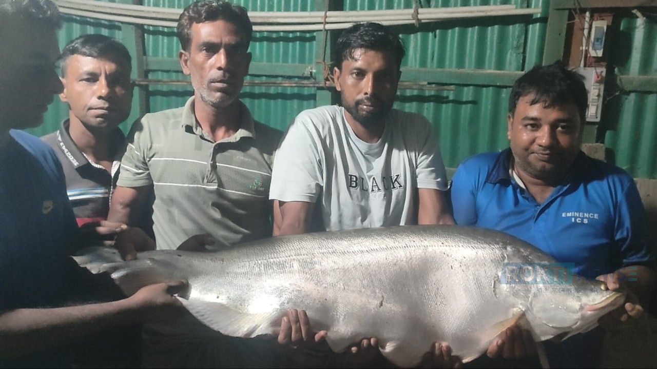 নাটোরে বারনই নদে বড়শিতে ১৪ কেজি  ওজনের চিতল মাছ